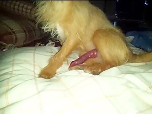 Découvrez cette vidéo choquante mettant en scène une femme et son animal de compagnie dans une relation poussée à l'extrême. Ne manquez pas cette expérience troublante de sexe avec un chien.